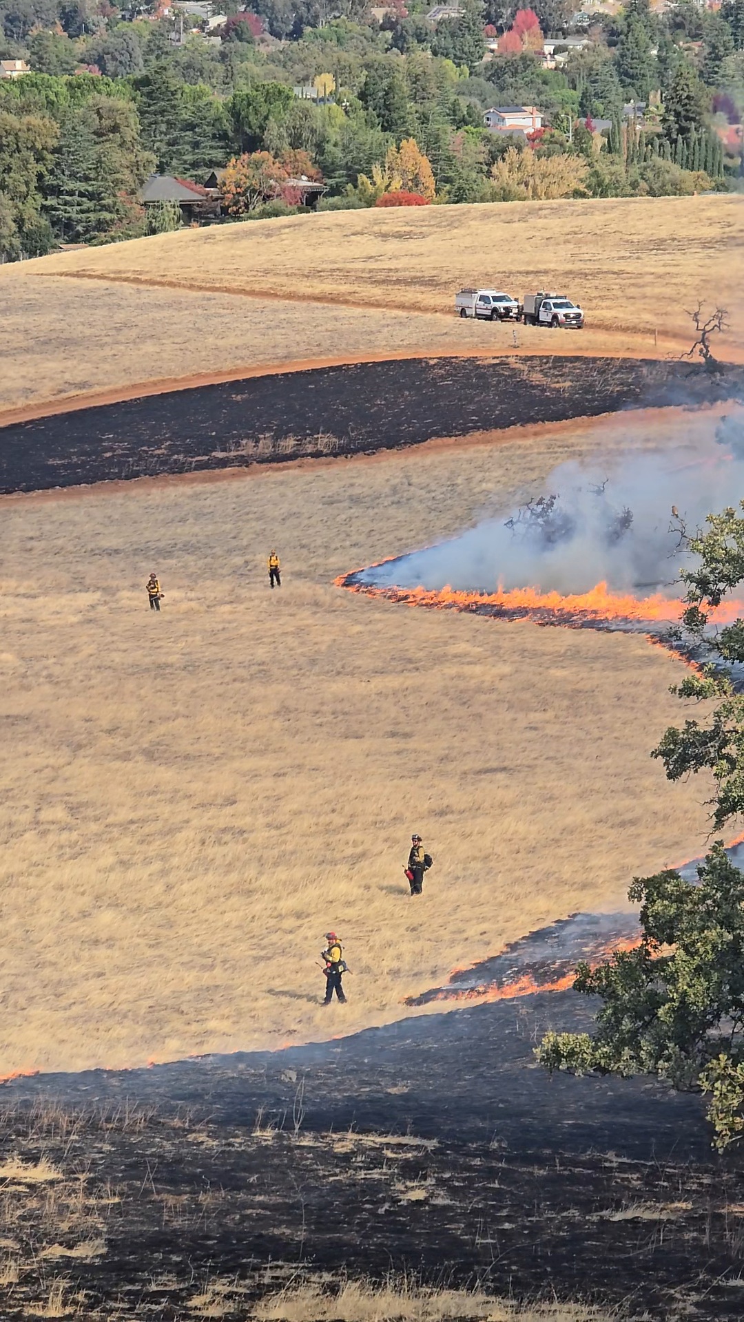 A burn plot at Mount Diablo